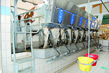 10 millions de litres collectés en 2011                                    ORAN, Production de lait