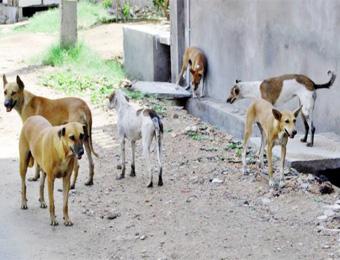 الكلاب الضالة تفرض حظر التجوال في قرى وبلديات سكيكدة                                    هاجمت الإسطبلات واعتدت على أطفال المدارس