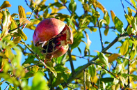 90.000 quintaux attendus                                    M'SILA, Production de grenades