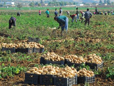 Forte baisse du prix de la pomme de terre                                    Résultat de l'abondance de la production d'arrière-saison