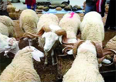 Vol de moutons à l'approche de l'Aïd EL-Adha
