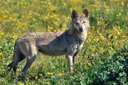 ذئاب شرسة تهاجم السكان بقرى ومداشر الجباحية بالبويرة