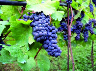 Recul de la production de raisin de table                                    BOUMERDES, Viticulture