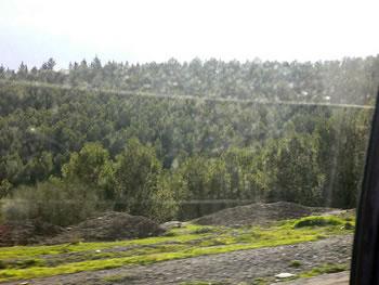 Qui se souvient du barrage vert'                                    L'ALGERIE CELEBRERA CE MARDI LA JOURNEE DE L'ARBRE