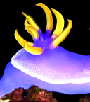 La mystérieuse histoire évolutive des gastéropodes 