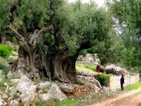 Journée nationale de l'arbre : des efforts pour préserver les ressources forestières (DGF)