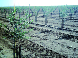 700 ha d'oliviers à planter cette saison                                    KHENCHELA, Oléiculture