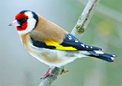 Saisie de 500 chardonnerets