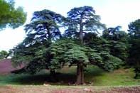 Promotion de l'écotourisme                                    TISSEMSILT, développement local