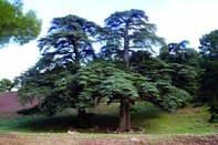 Promotion de l'écotourisme                                    TISSEMSILT, développement local