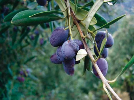 la récolte s'annonce prometteuse                                    Production oléicole à Bouira