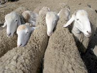 30 000 TÊTES VOLéES EN 2011 et tension à l'approche de l'aïd                                    Les ravages de la 'mouton-connexion'