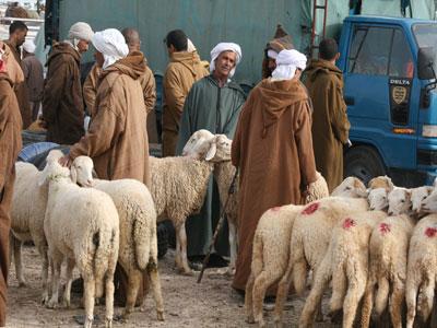 Les M'silis «maquignonnent» à qui mieux mieux                                    A l'approche de l'Aïd El Adha