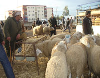 M'sila / Aïd el-Adha                                    Ces maquignons d'occasion