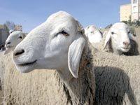 LAGHOUAT                                    Le rituel du sacrifice, une saignée pour les ménages