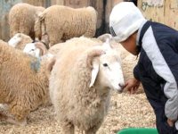 Sacrifice du mouton : le ministère de la Santé appelle à observer des précautions 