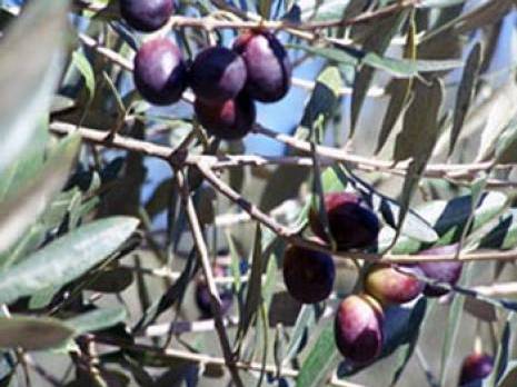 Campagne oléicole : Des prévisions estimées à 10 000 q d'olives                                    Annaba : les autres articles