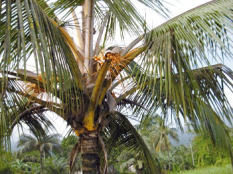 Les grands producteurs s'organisent                                    Production de dattes à Touggourt