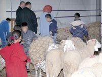 Flambée des prix du mouton de l'Aïd à ANNABA...                                    Les maquignons du week-end reviennent cette semaine