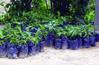 Lancement de la campagne de reboisement 2011-2012                                    SKIKDA, Journée nationale de l'arbre