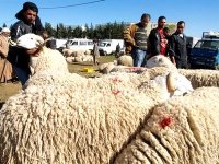 Un mouton à moins de 30.000 dinars, une gageure à Skikda