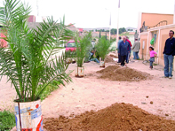 Plus d'un millier d'arbustes mis en terre                                    OUARGLA, Conservation des forêts