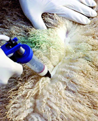 Près de 600.000 têtes d'ovins vaccinées                                    TLEMCEN, Lutte contre la clavelée