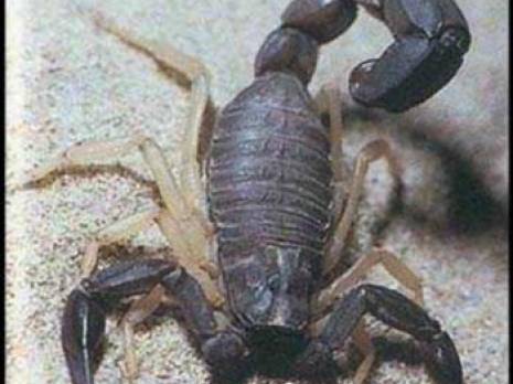 Plus de 5 350 piqûres et 3 décès                                    Le scorpion fait des ravages à El Oued