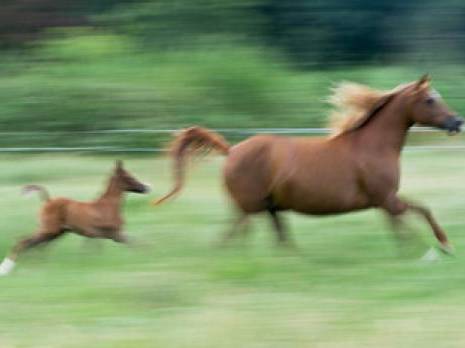 1er salon du tourisme équestre : Le cheval à l'honneur                                    Tiaret : les autres articles