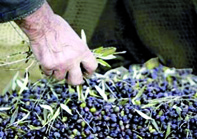 Une production prévisionnelle en nette baisse                                    BOUIRA, Saison oléicole 2011-2012