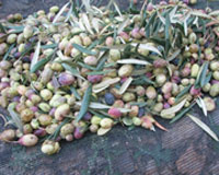 Tizi Ouzou / Oléiculture                                    La vente des olives interdite
