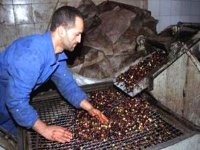 Une baisse drastique de la production oléicole attendue dans la wilaya de Tizi-Ouzou