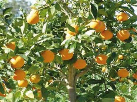 El Goléa : La capitale de l'orange et de la rose en décrépitude                                    Actu Régions : les autres articles