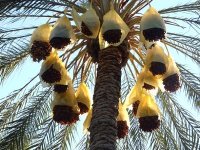 Programme national de recherche et développement sur le palmier dattier