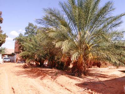 Les campagnes se suivent et se ressemblent                                    production et exportation phoënicicole