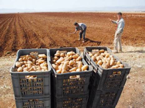 7,2 millions de quintaux de pomme de terre récoltées                                    Nouvelle prouesse agricole à Oued Souf