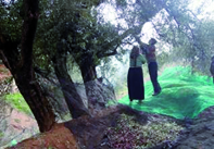 Une baisse drastique escomptée                                    TIZI-OUZOU, Production oléicole