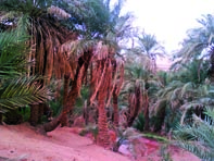 Développement des régions frontalières                                    ADRAR, Conservation des forêts
