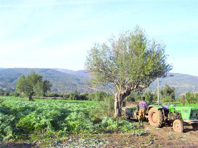 Des éléments indiquent une mauvaise année Comment sera classée la campagne oléicole 2011/2012 '