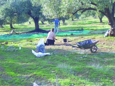 Les techniques de cueillette et de stockage en attente de perfectionnement                                    Vers une baisse importante de la production oléicole à Tizi Ouzou