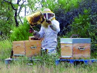 400 ruches pleines attribuées à de jeunes exploitants                                    ANNABA, Direction des services agricoles
