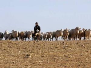 Stratégie commune des pays du Maghreb                                    Changements climatiques et développement de l'élevage