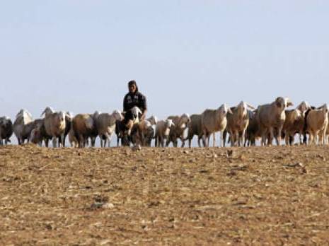 Stratégie commune des pays du Maghreb                                    Changements climatiques et développement de l'élevage