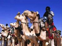 Fête du dromadaire à Timiaouine : une ambiance riche en couleurs