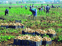 800.000 quintaux attendus                                    MOSTAGANEM, Pomme de terre hors saison