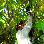 Plus de 8.000 emplois créés en 2011                                    M'SILA, Direction des services agricoles