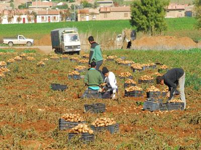 L'offre de la semence pré-base encore insuffisante                                    Alors que la production nationale de pomme de terre ne cesse d'augmenter