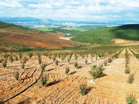 Quand Bekkouche Lakhdar rêve de grandeur                                    Première exploitation d'arboriculture de montage en Algérie