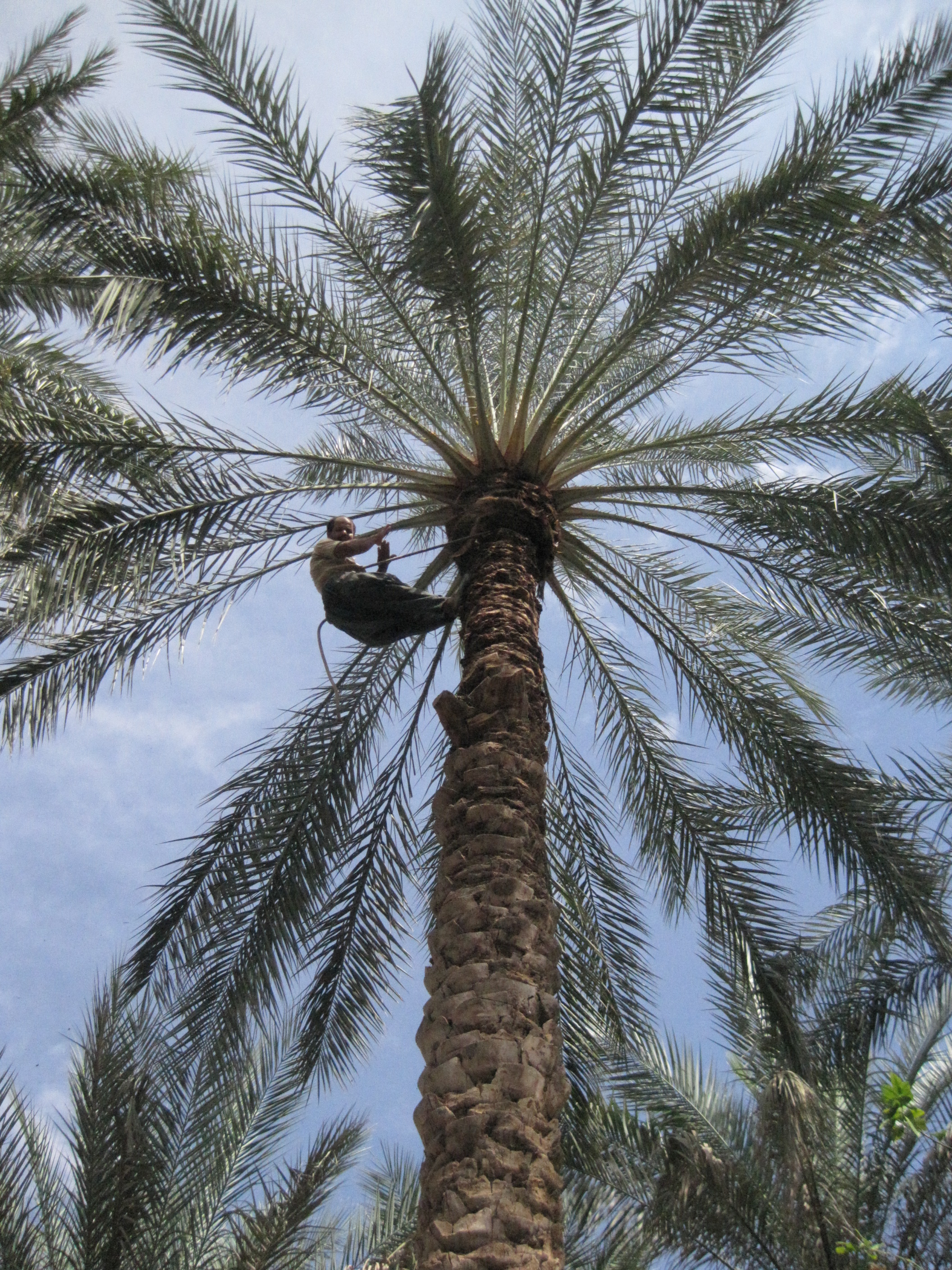 5 millions de tonnes récltées