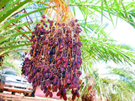 Deux opérateurs algériens à la conquête des marchés étrangers                                    Exportations de dattes